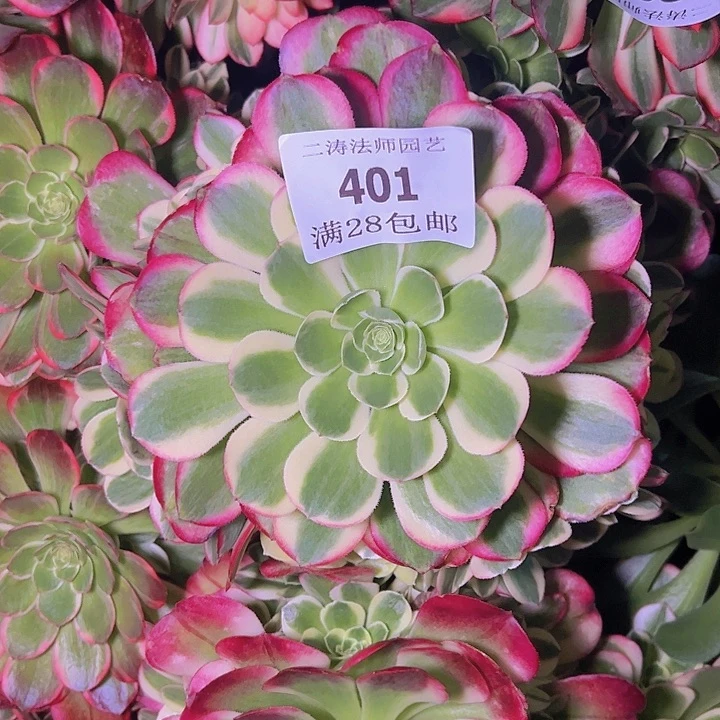 会**牛401水中月多肉无根