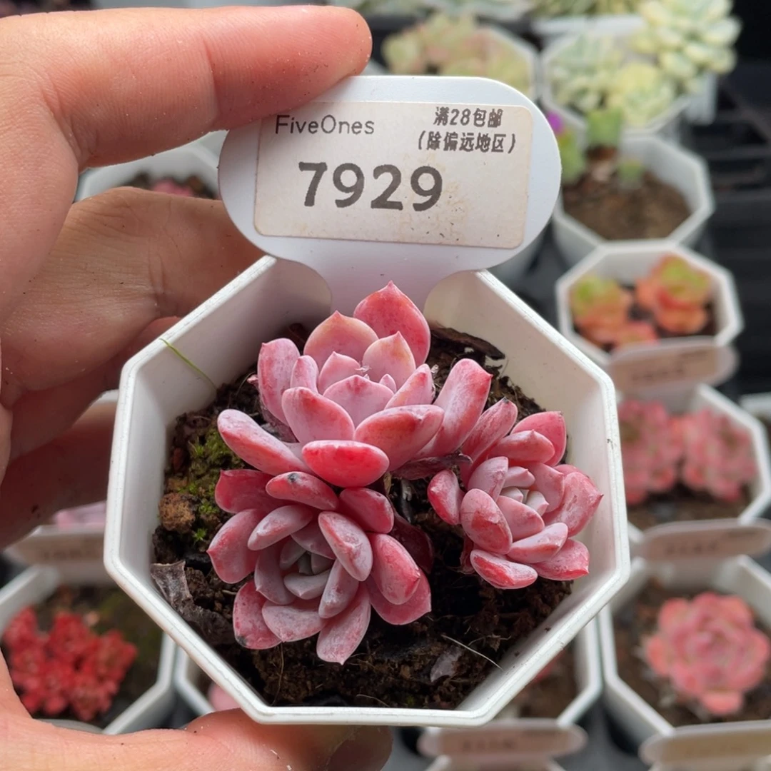 拉皮7929-5.0厘米