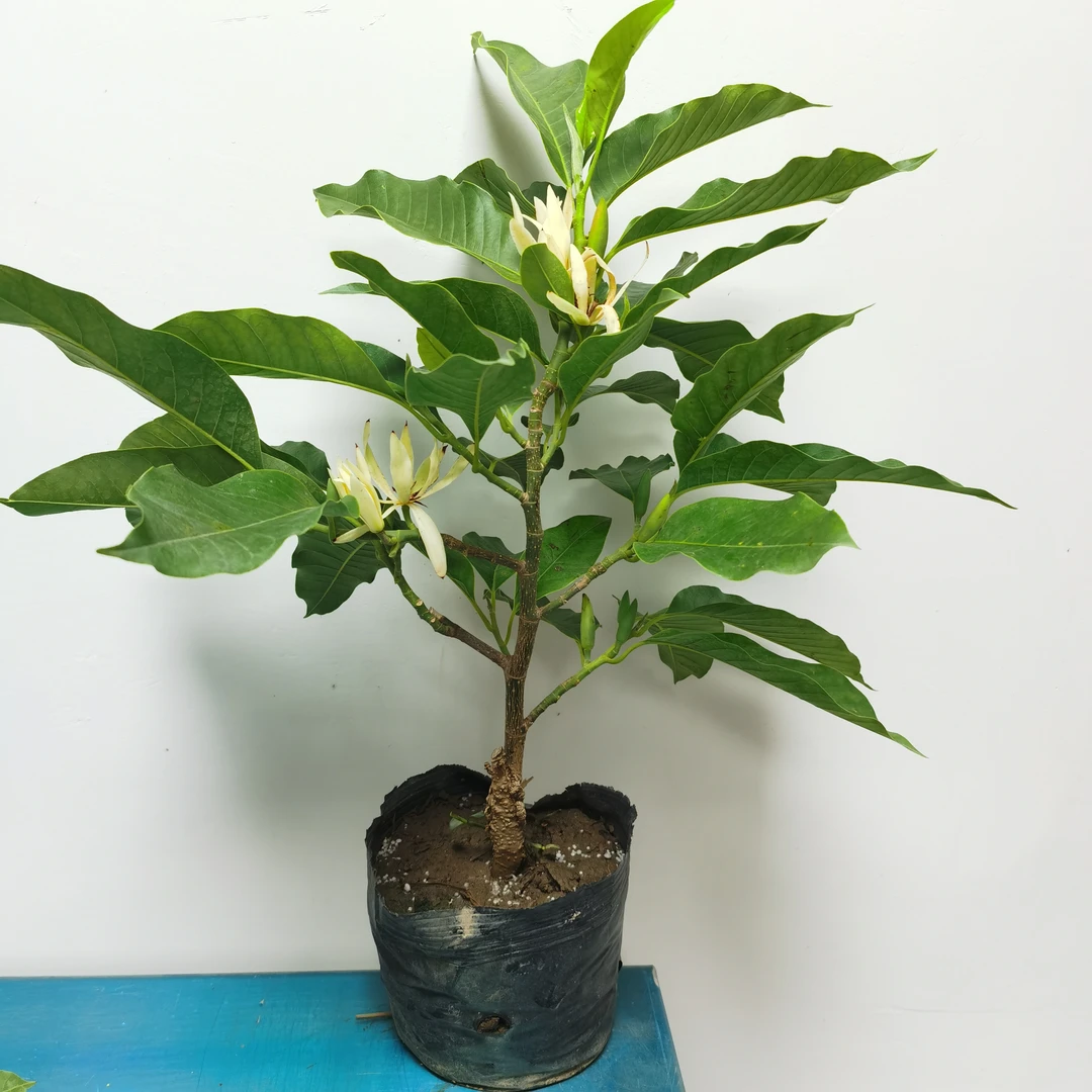 高端白兰花浓香型室内盆栽四季开花绿植盆栽