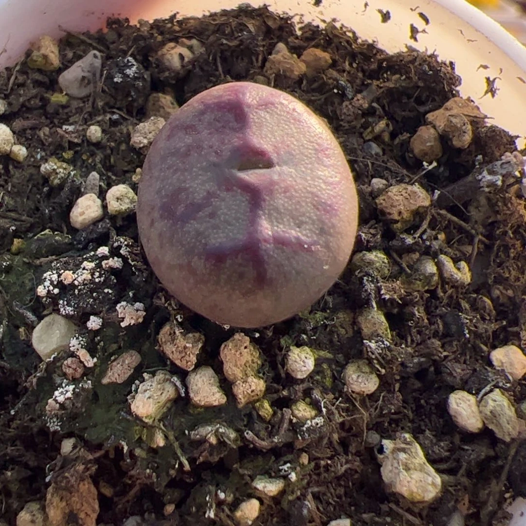 多肉植物肉锥送奶杂