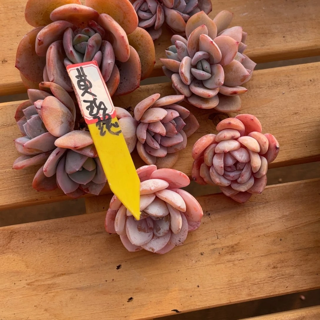 黄*瑰姐姐说她真的不是一般意义