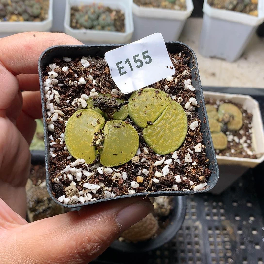 E155多肉植物保护