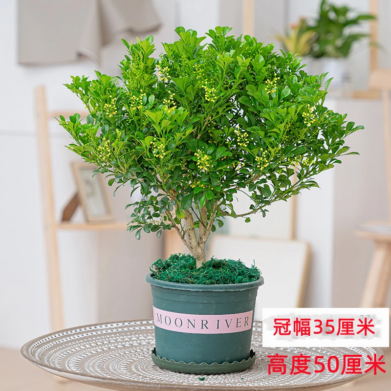 香水米兰盆栽茉莉室内驱蚊绿植物浓香开花苗客厅阳台好养花卉