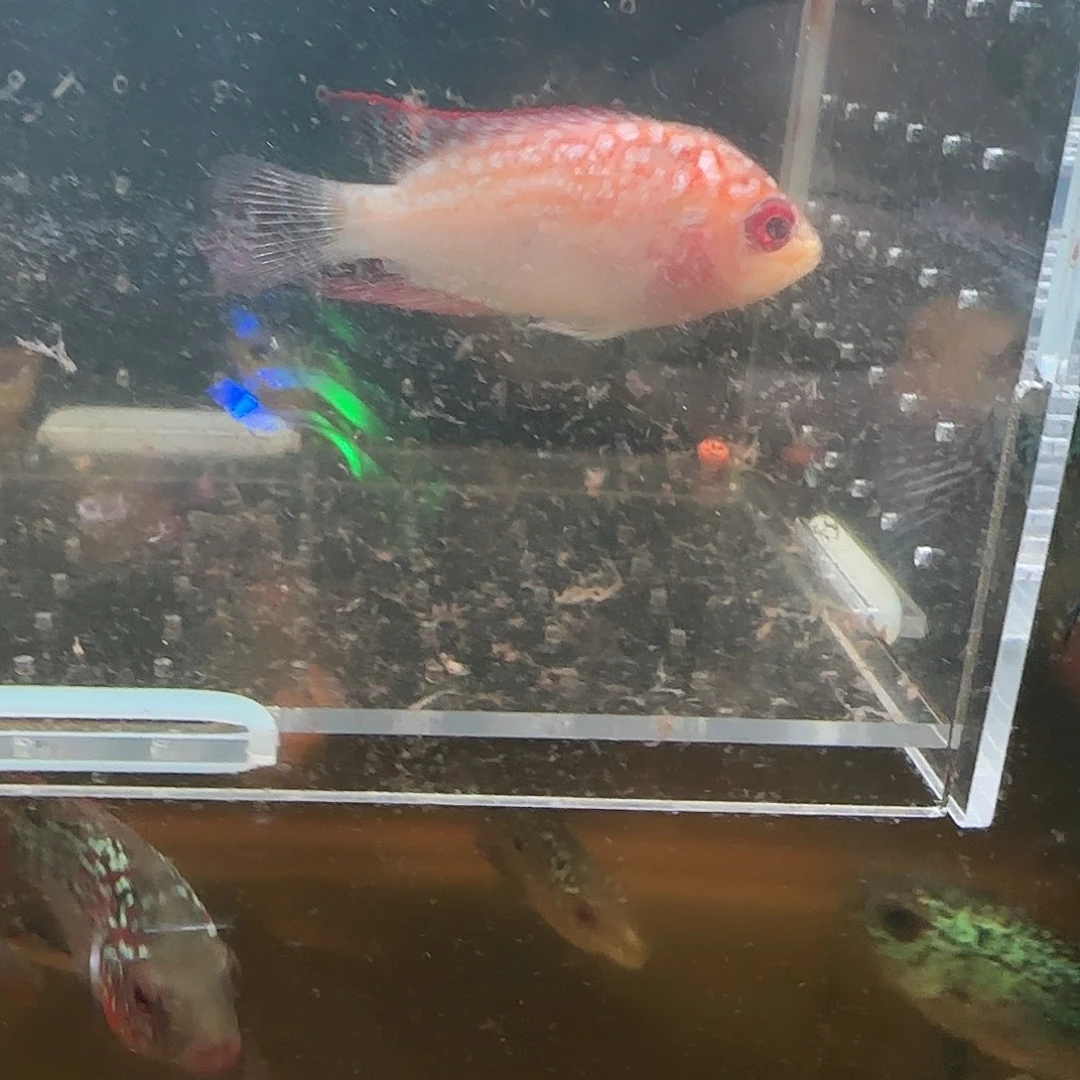 罗汉鱼泰国进口罗汉鱼