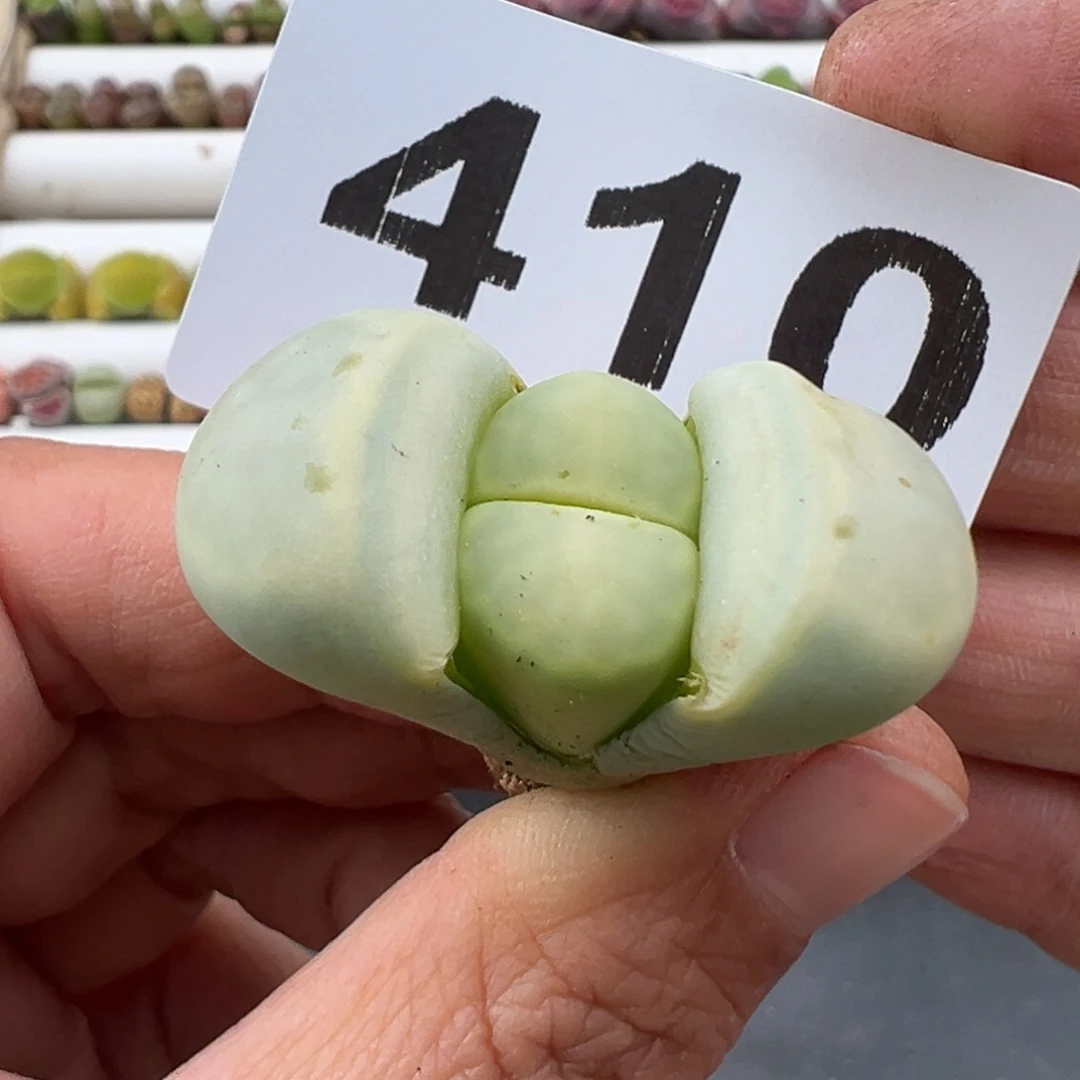 樂*?3.7好看的多肉脱土发货410