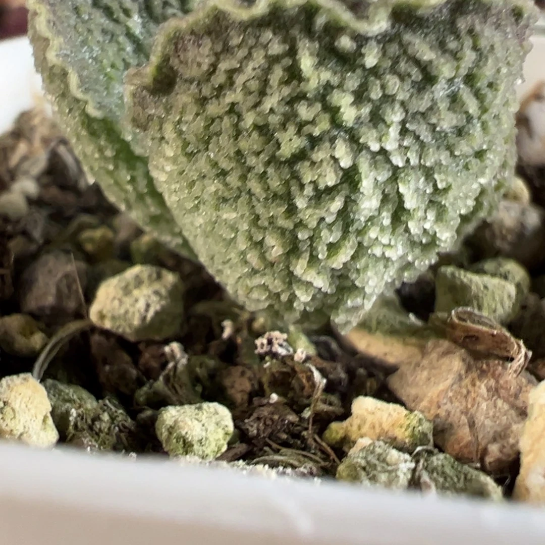实生新品多肉植物水泡实生新品