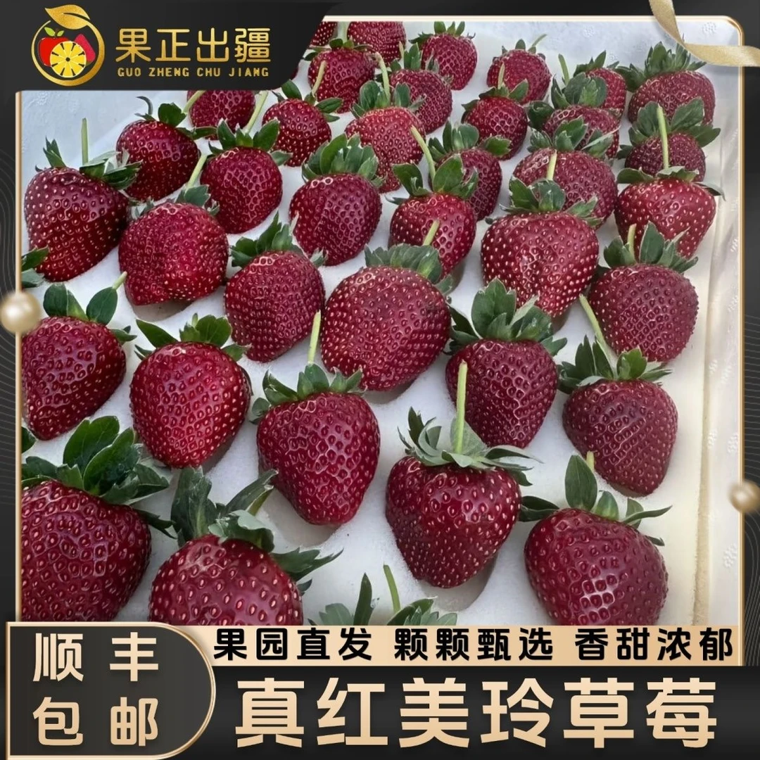新鲜黑珍珠草莓现摘水果孕妇应季送礼佳品