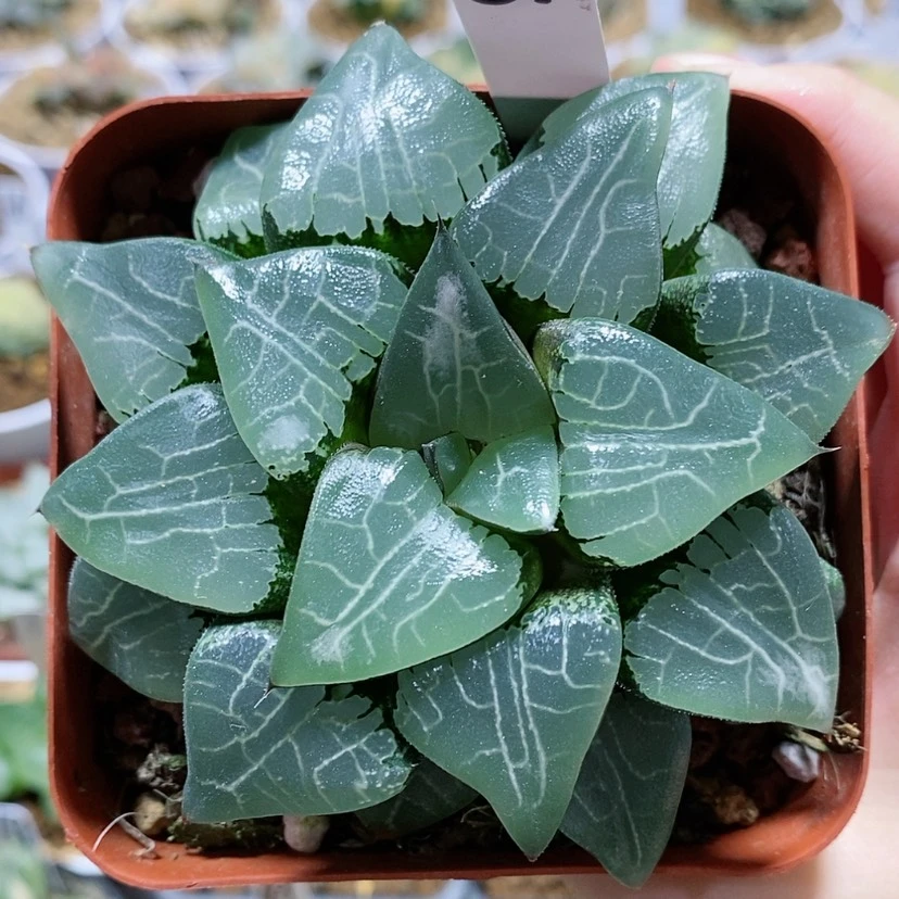 【闪购商品】61云窗月影母本