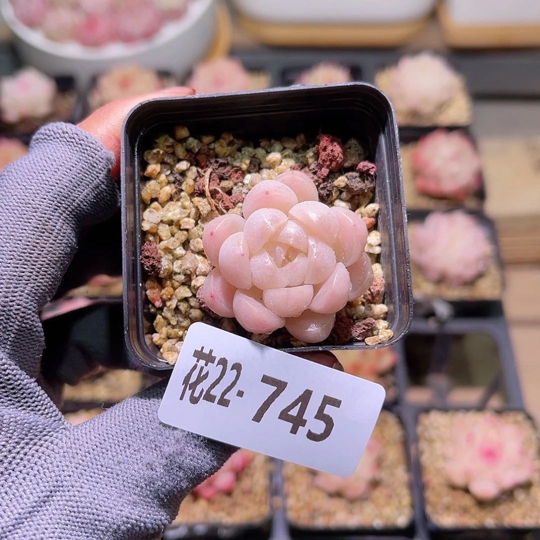 花22-745麦秆单头