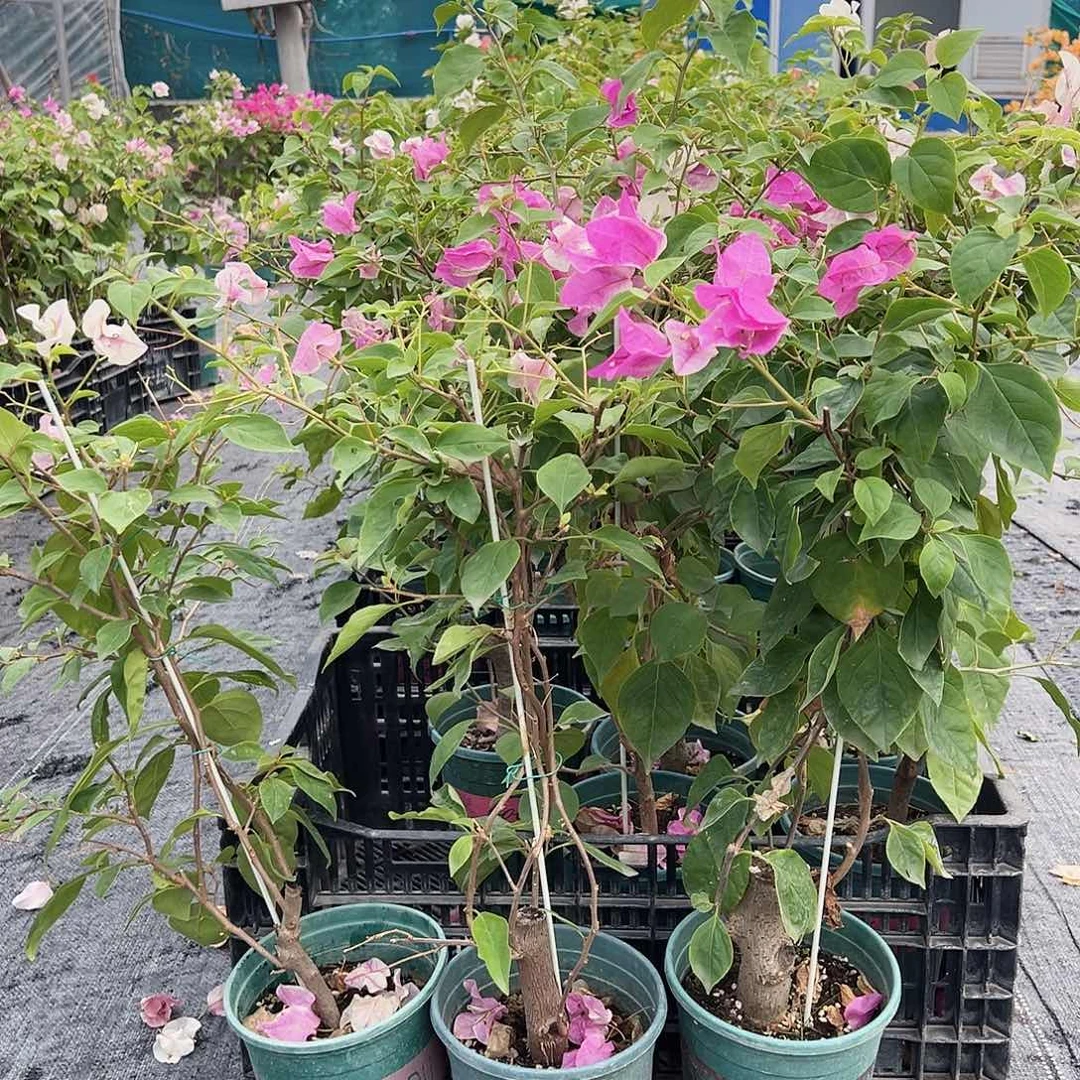 大部分花苞少量开放广红英或者章红英带竹一颗，掉花了