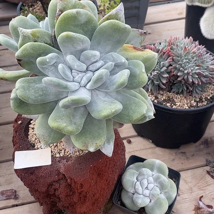 煜***妈小鹿多肉一物一拍6102