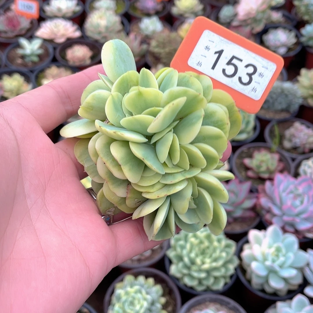 碧桃锦缀153号多肉植物