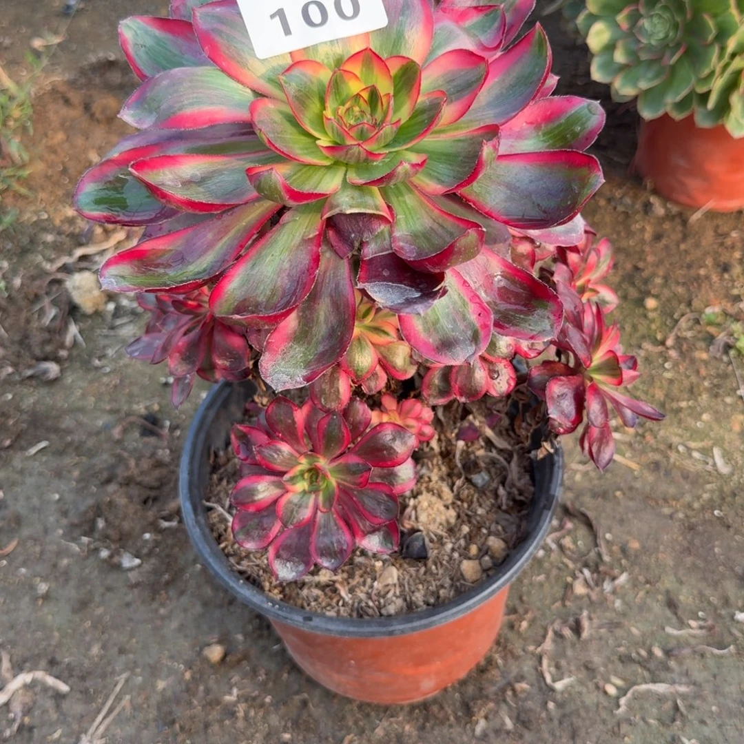 花***语100烈焰。多肉植物
