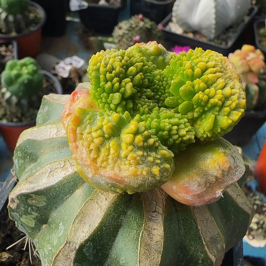 大尤菜花锦416仙人球