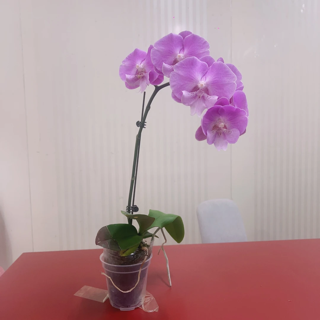 【笑嘻嘻】（全开）蝴蝶兰室内客厅养 带花带花苞 发货