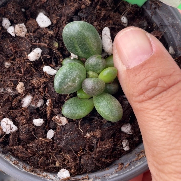 锦基因椰子树小群啊啊啊啊