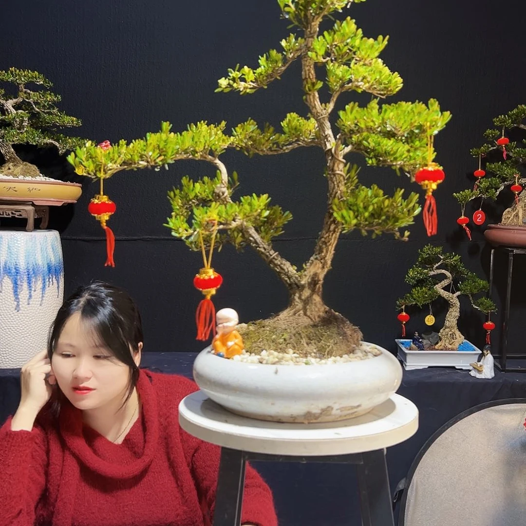 广东黄杨木盆景广东黄杨木盆景