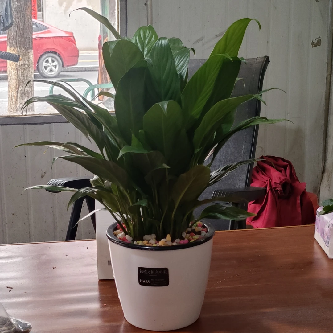 懒人盆水养一帆风顺净化空气