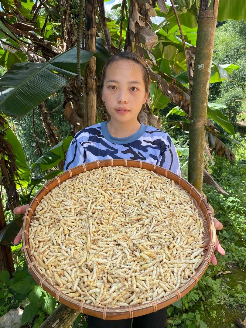 芳官【白虫草】自然生长搭配百合