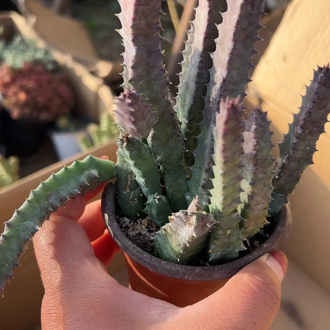 多肉植物甜甜圈开花