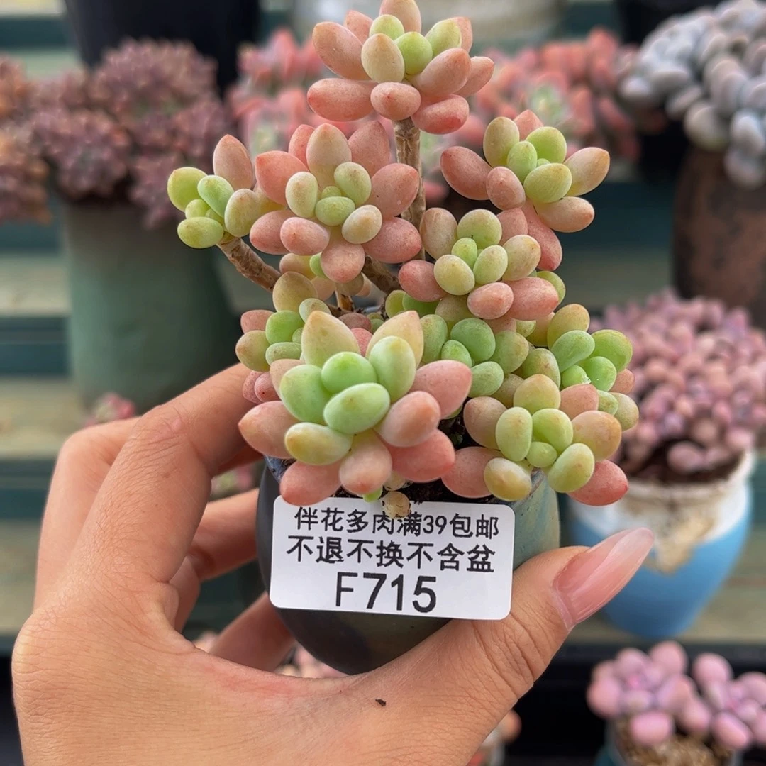 715-鱼子酱多肉6cm