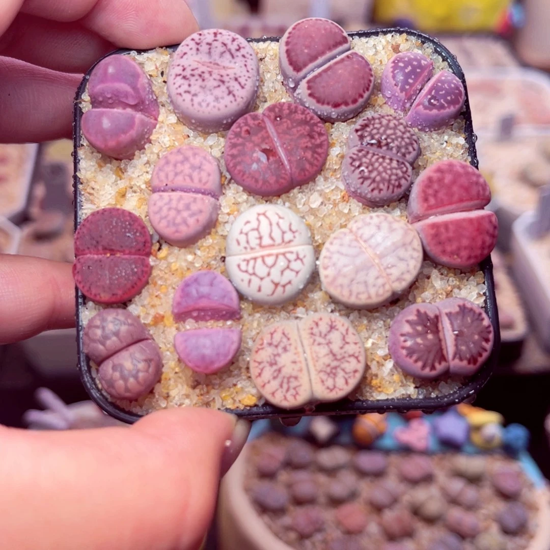 瑶***瑶143号带盆包邮发货