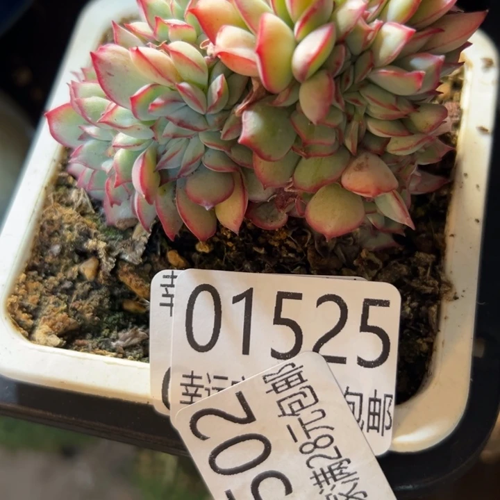 幸运儿的一句台词我真的