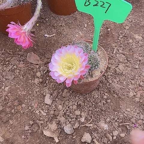 我****球仙人掌彩草B2 27