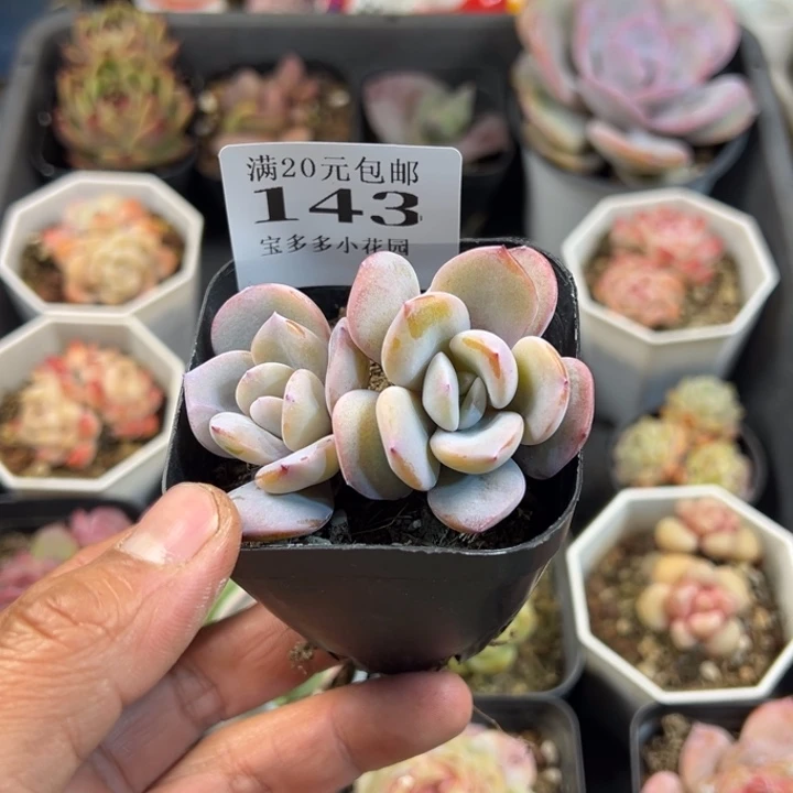 韩版奶茶双头一物一拍多肉满20包邮