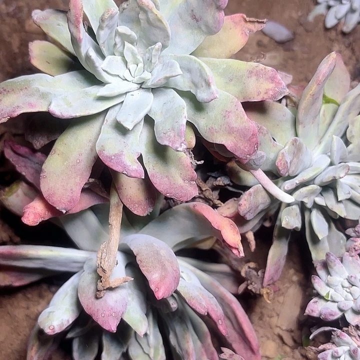 仙女杯多肉植物提取