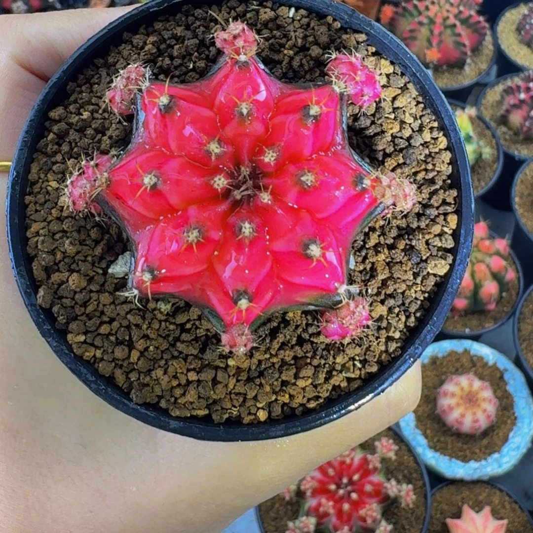 粉穹顶0000000000000000103