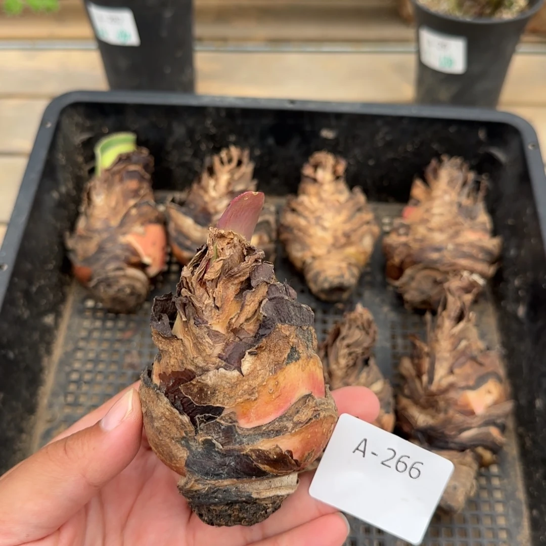 266阔叶血莲块根植物