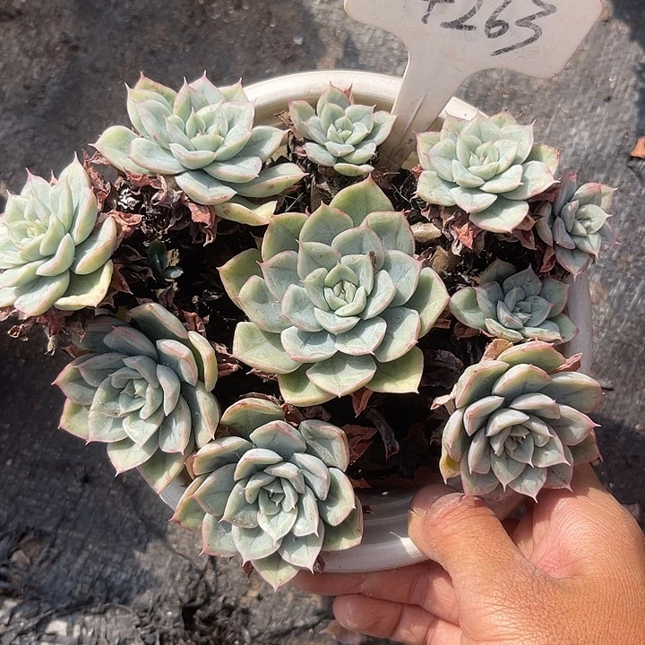 晨语多肉,一物一拍263