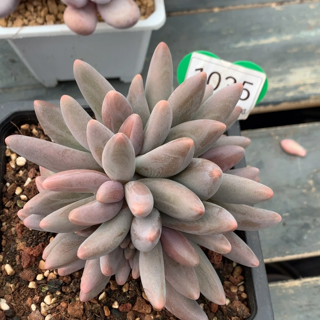 红手指无砍一物一拍1035