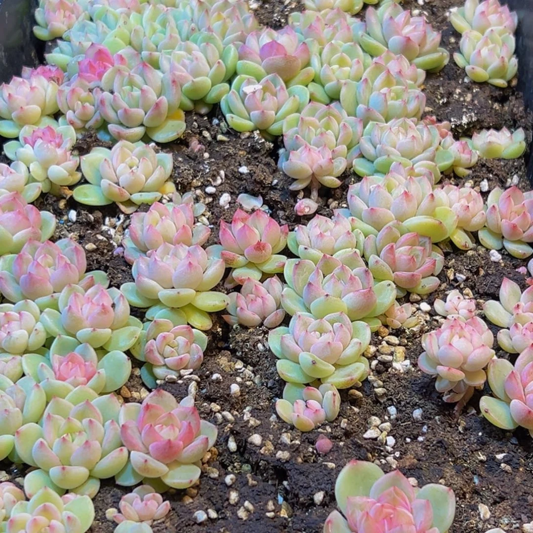 081多肉葡萄的味道ww