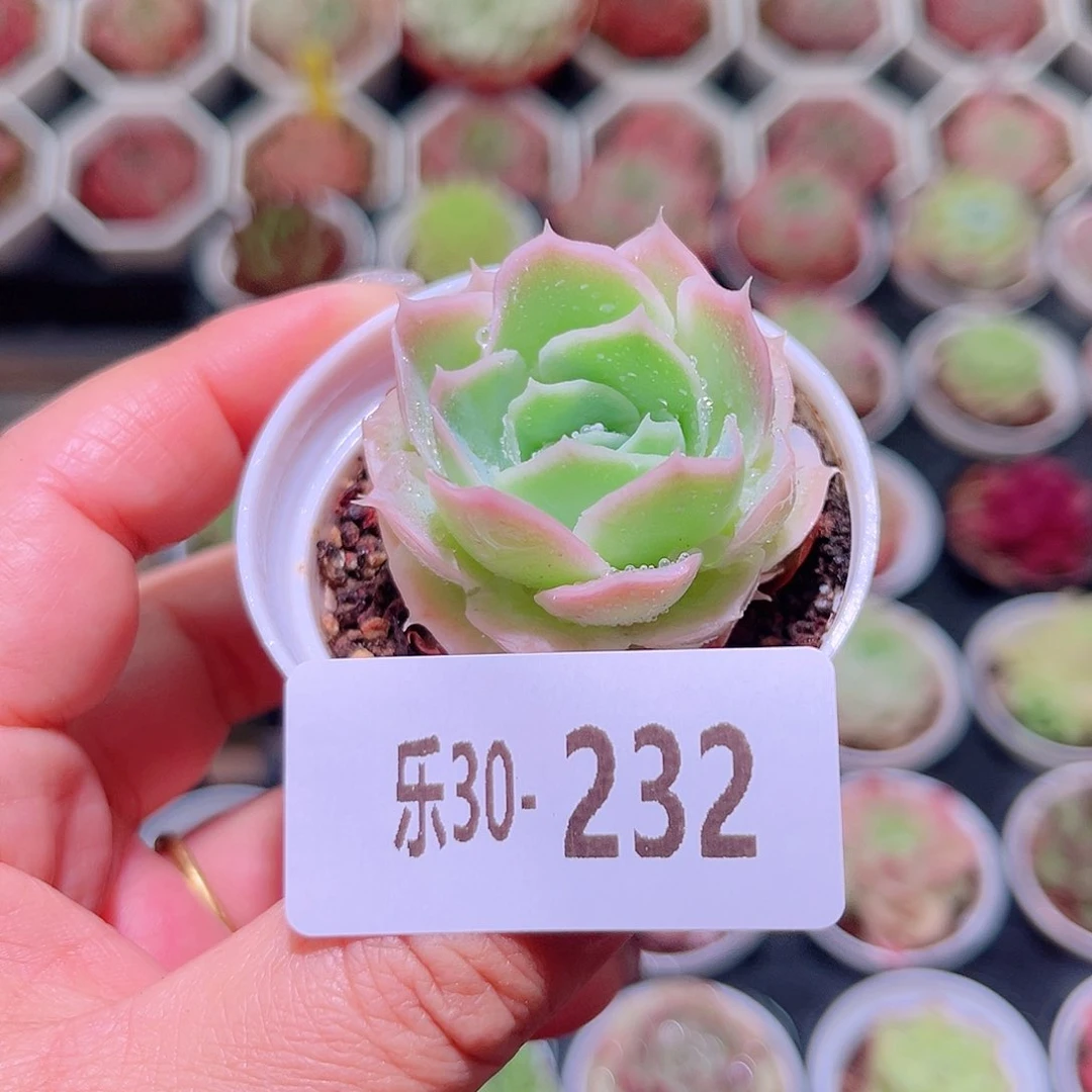 乐然30-232 蓝丝绒