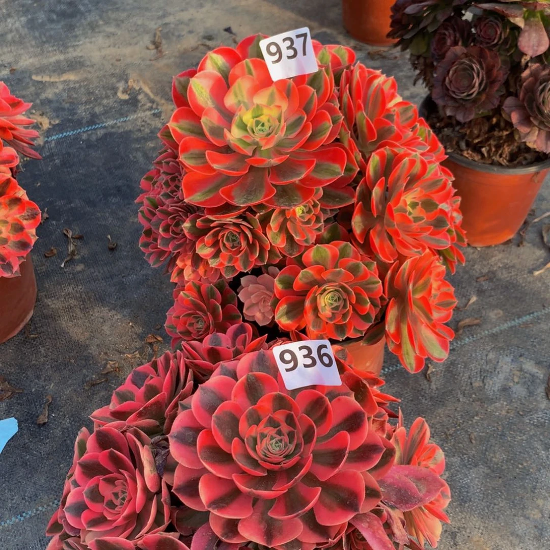 【闪购商品】鸭****艺937 936000000000