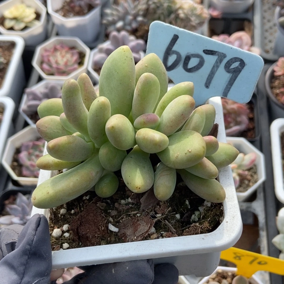 6079芒果奶多肉植物