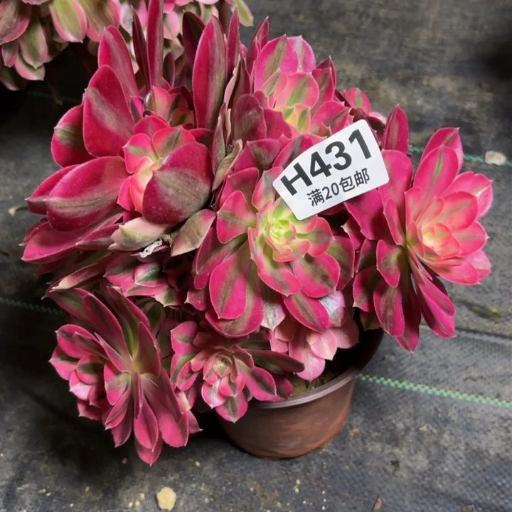 瑞妈多肉植物431