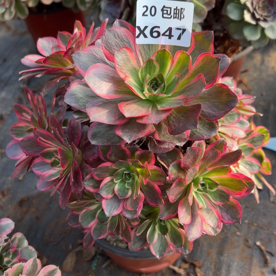 647纳福，满20包邮嘟叮熊