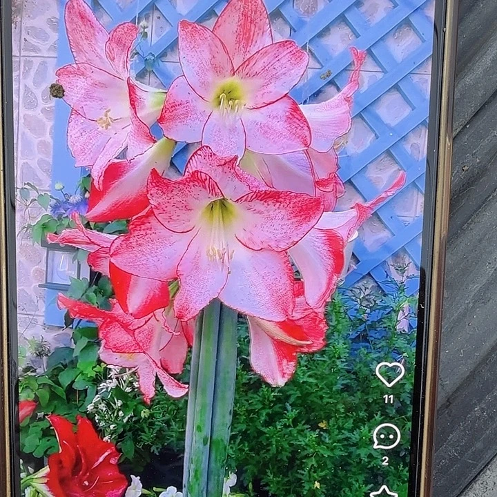 焦点2.5+3个装福利