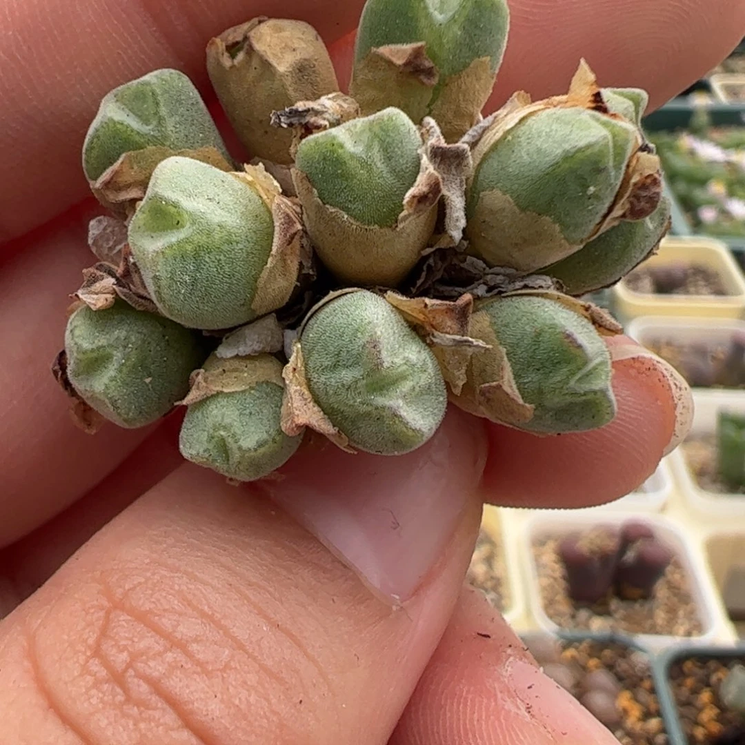 796 好看的多肉冲冲冲