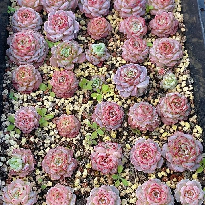 87 多肉植物盆栽花卉植物