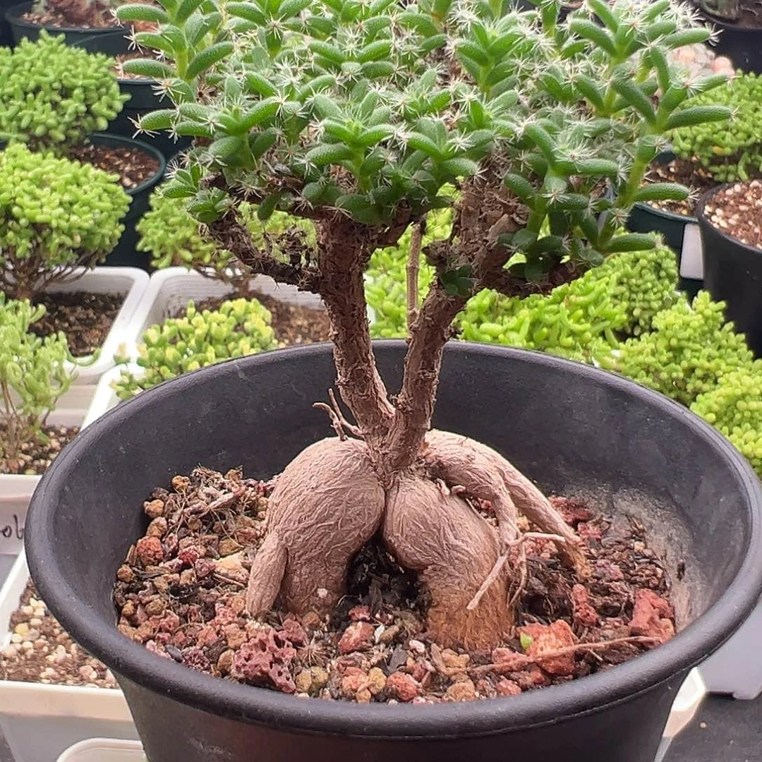 姬红小松10.13多肉适合嫁接