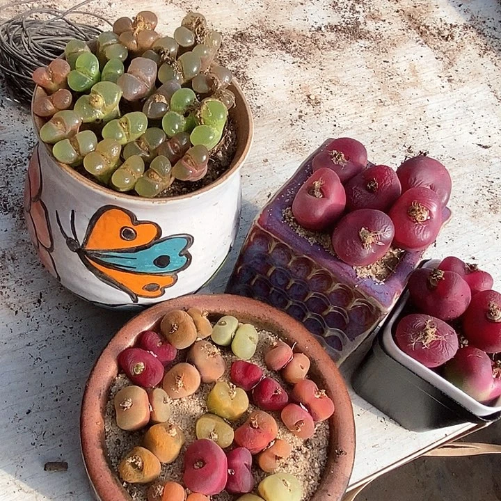 双头风铃➕双头桃子➕单头大毛一组3颗