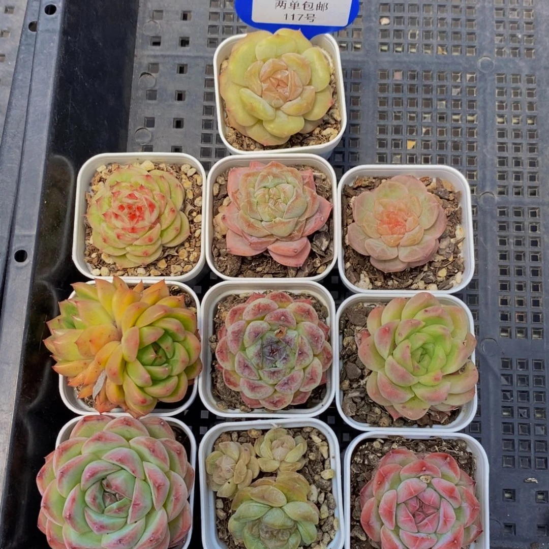 127-精品小肉框拍十个