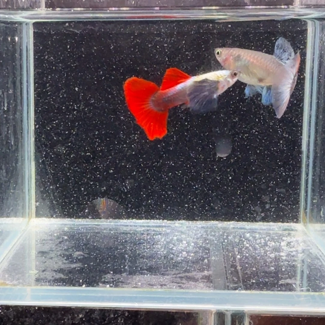 孔雀鱼鎏金花蝴蝶1对