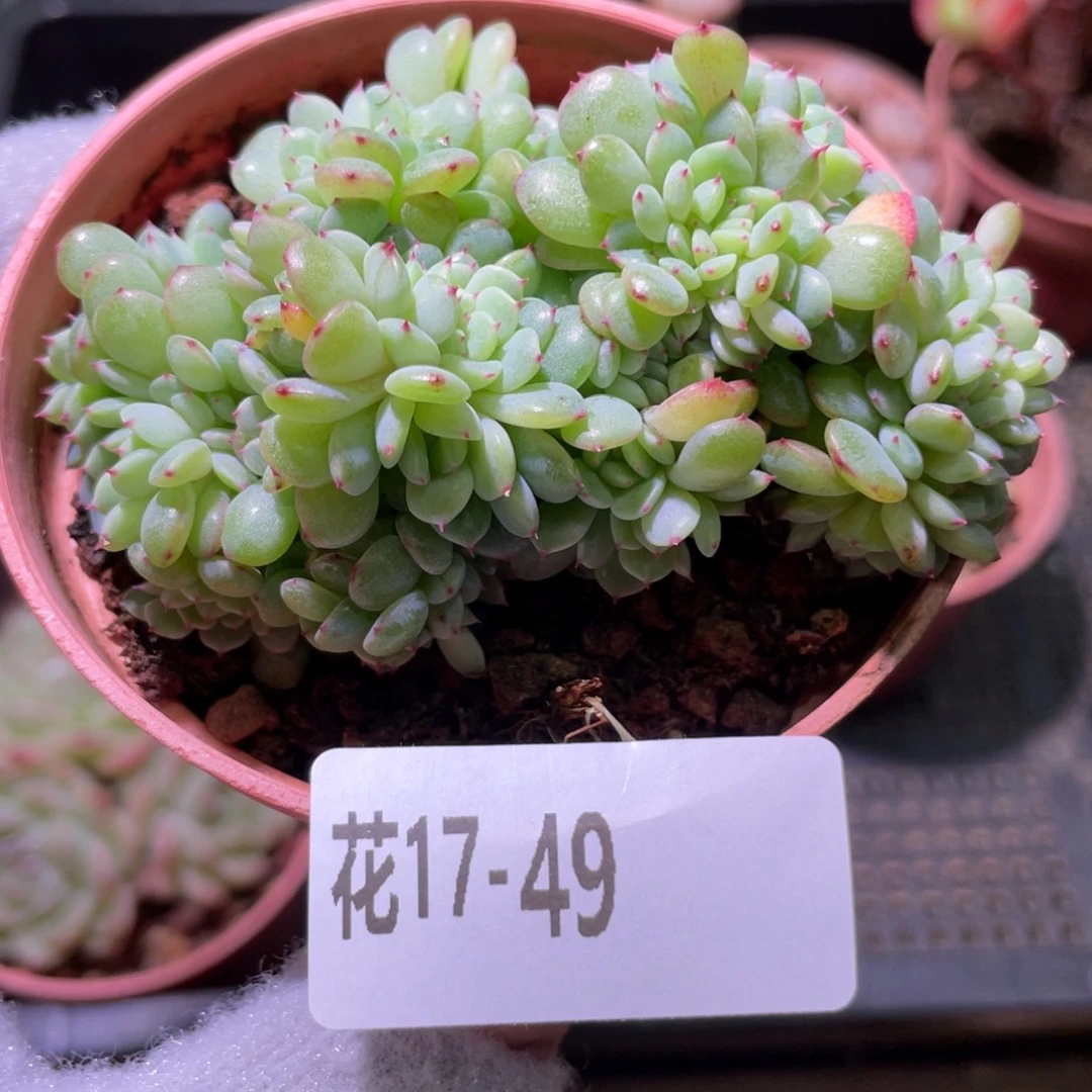 花利美17-49哈尼缀化