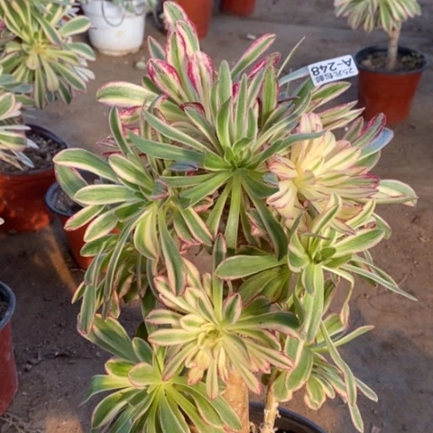 248v锦锦满25包邮多肉