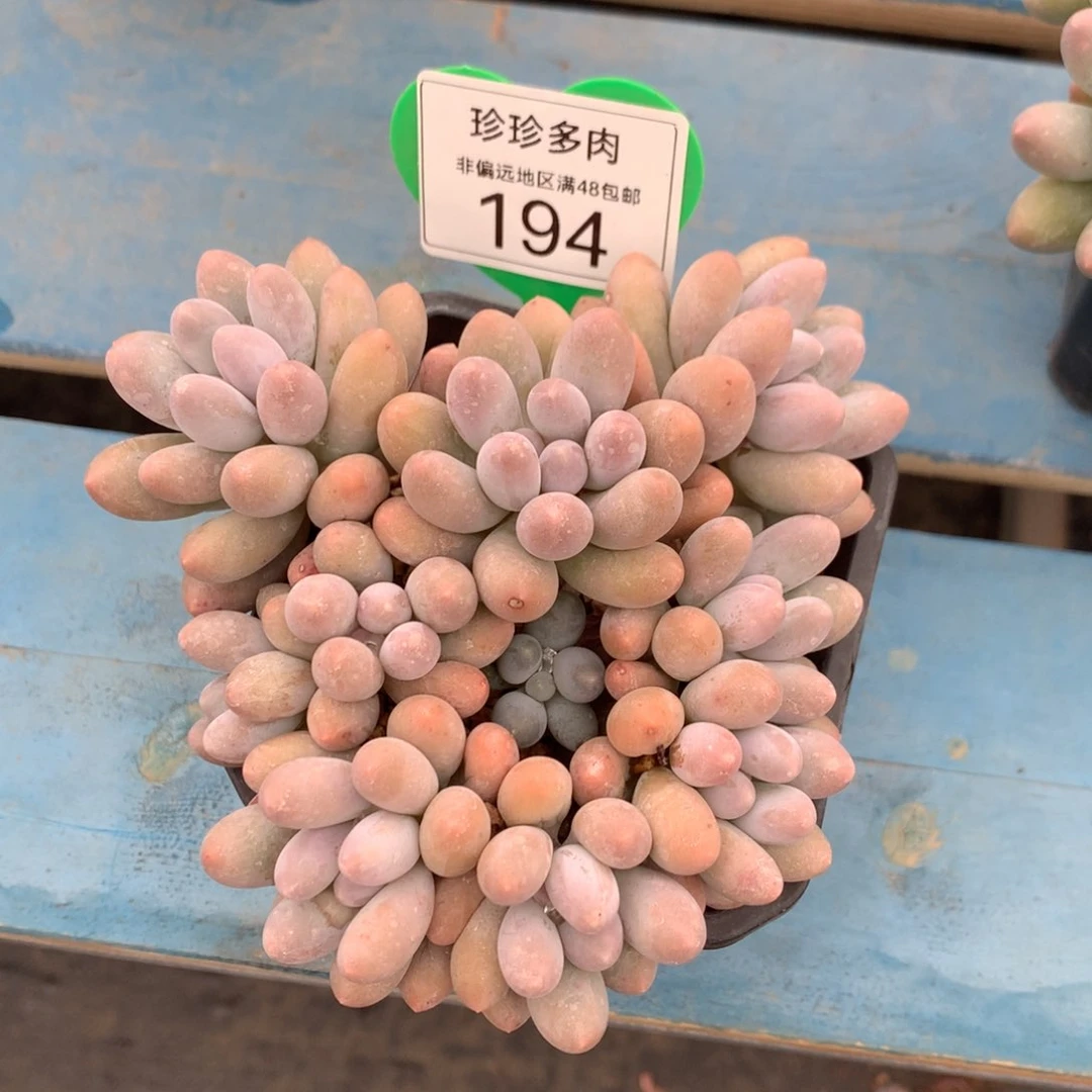 昔***北汤圆无砍平头黄体194